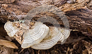 ArtistÃ¢â¬â¢s Conk Ã¢â¬â Ganoderma applanatum photo